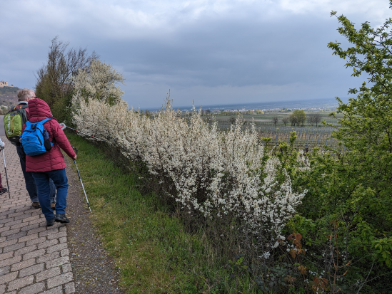 Hohe Loog, Neustadt
16. April 2023